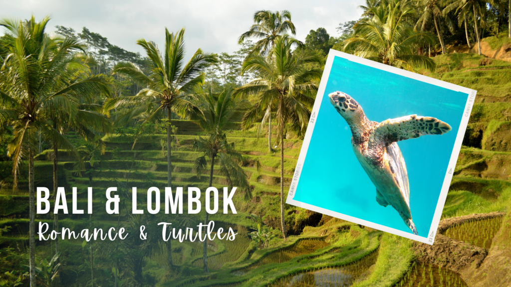 Vibrant green rice terraces of Bali, inset image of a green sea turtle in bright turquoise water. Overlaid white text reads "Bali & Lombok, Romance & Turtles"
