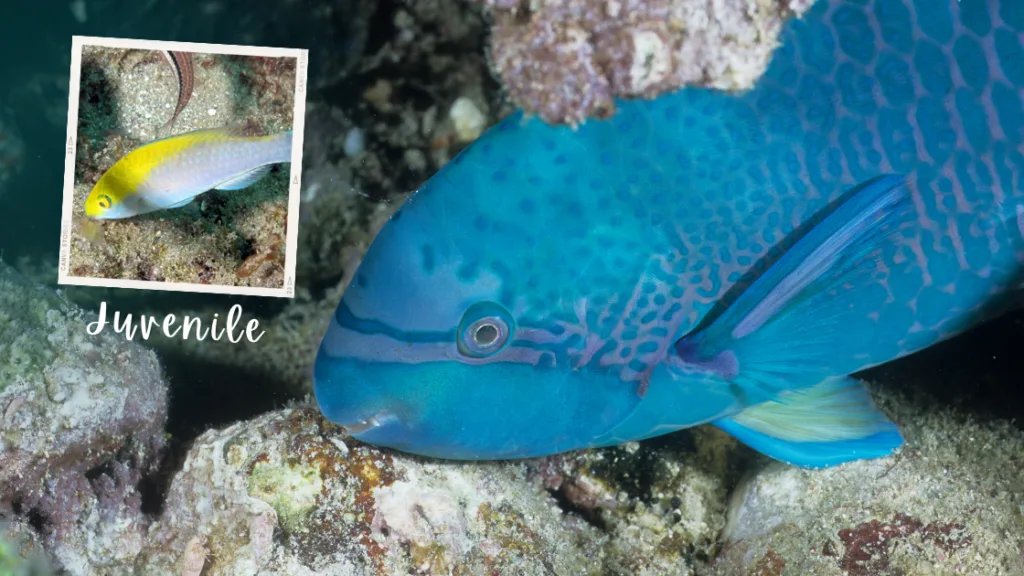 A close up image of a blue parrotfish with pale lilac markings hiding in a rock, with inset image of the juvenile version with grey scales and a bright yellow streak