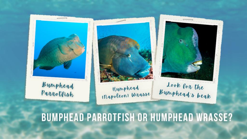 Polaroid images show a bumphead parrotfish, a similar looking humphead wrasse, and a close up of the parrotfish's differentiating beak
