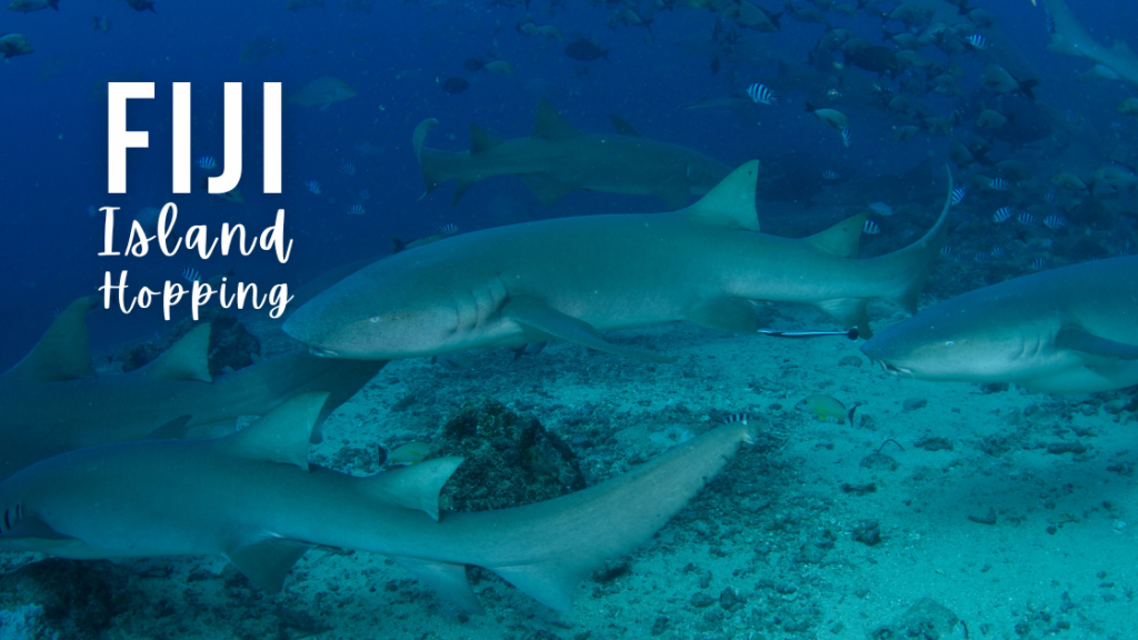 Six tawny nurse sharks swim close to the camera at Beqa Lagoon, Fiji