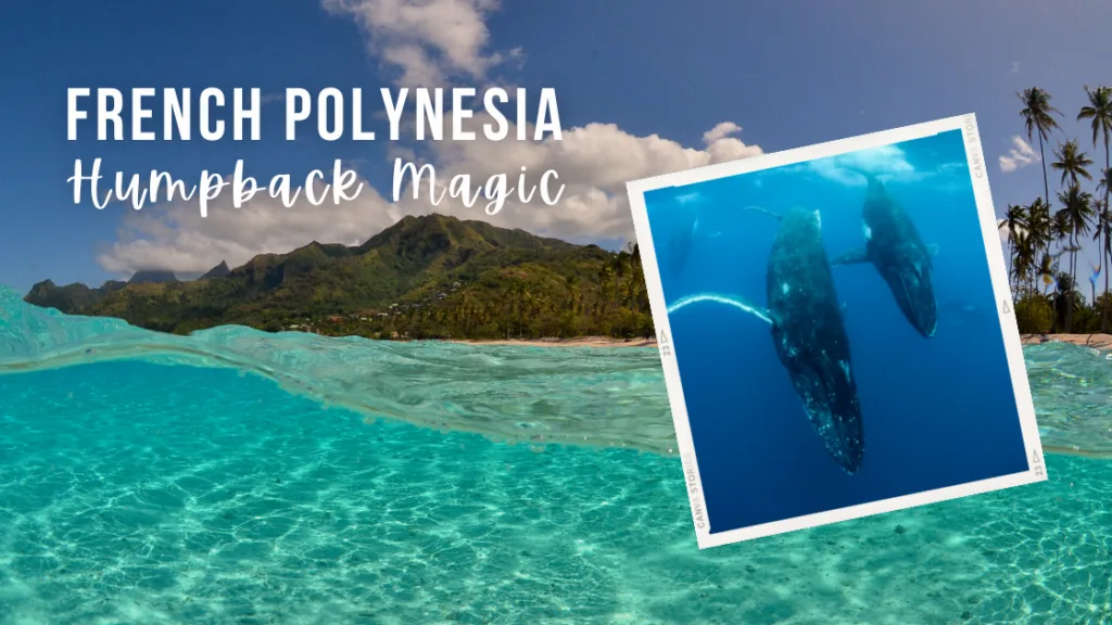 Split underwater shot of Mo'orea island, French Polynesia, with clear blue water and a lush green volcanic island. Inset image of a mother and calf humpback whale.