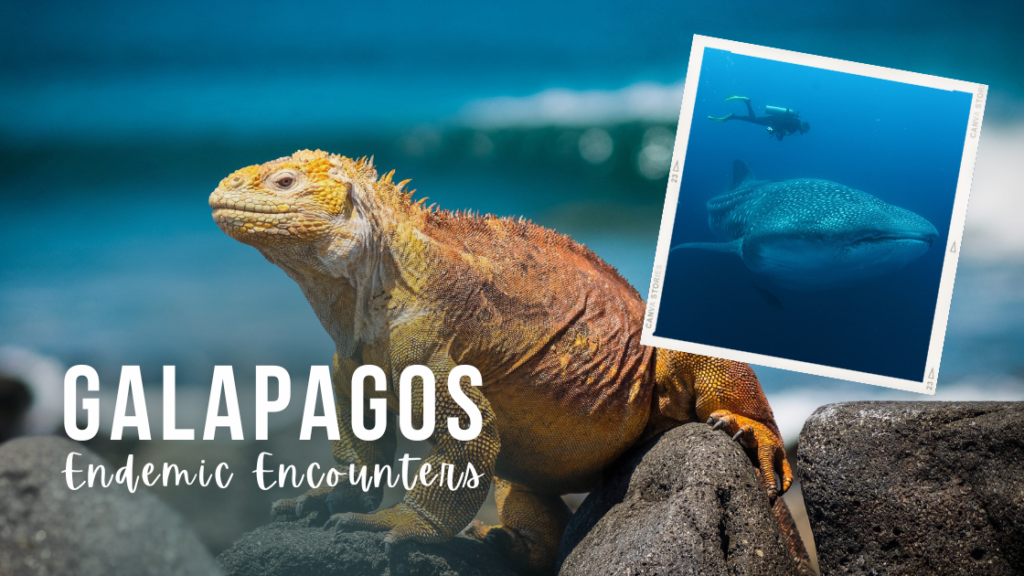A marine iguana sits atop volcanic rock with a background of bright blue ocean. Inset, a scuba diver swims above a whale shark. Overlaid white text reads "Galapagos. Endemic Encounters"
