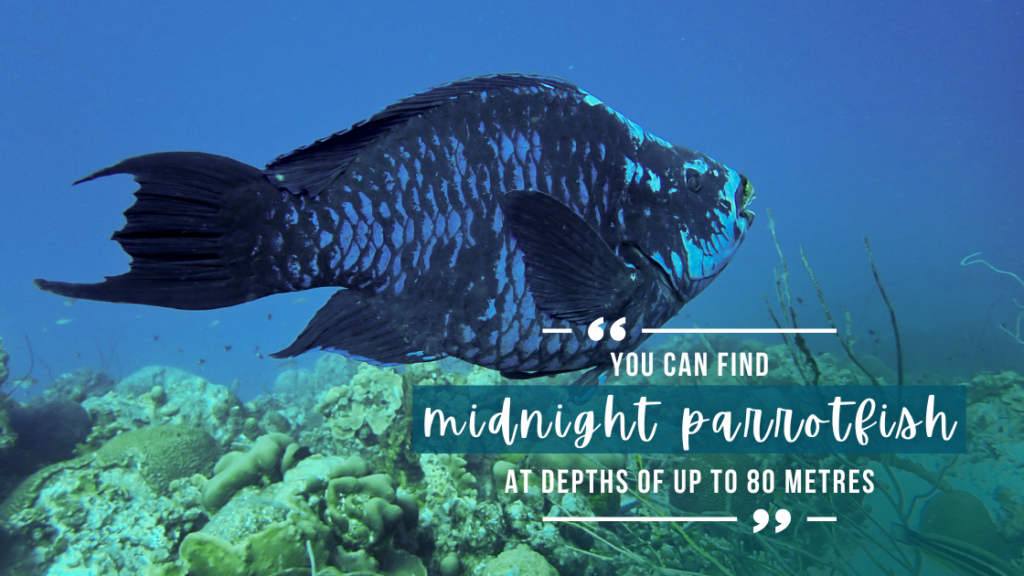 Large blue-black parrotfish with blue scales swims away from the camera