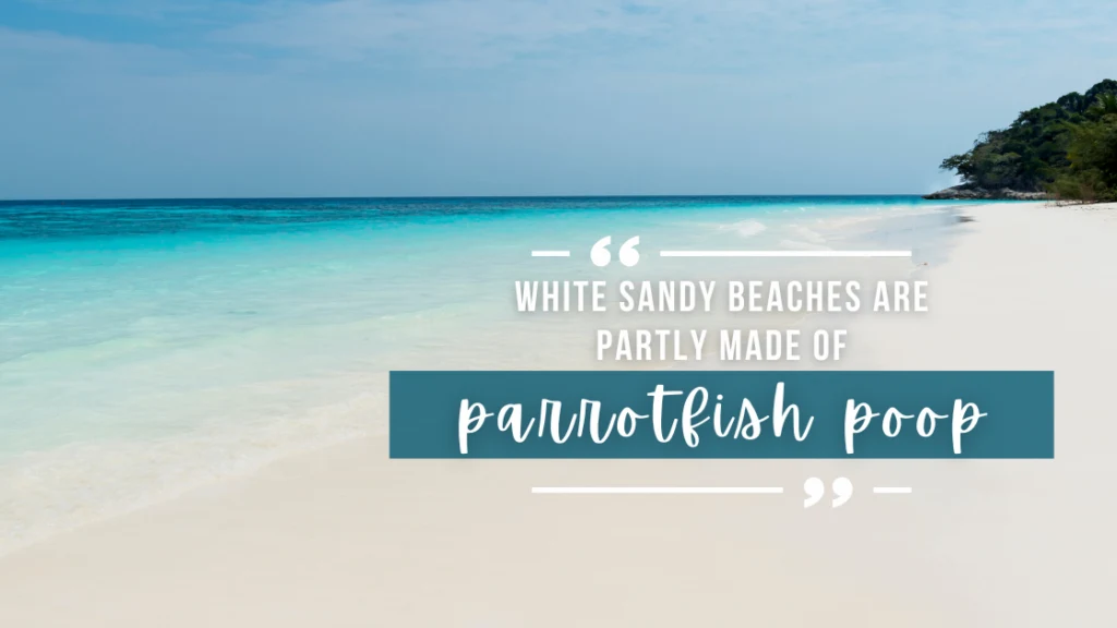 A bright white sandy beach bordered by turquoise water, with lush greenery in the distance. Overlaid white text quotes the article above"