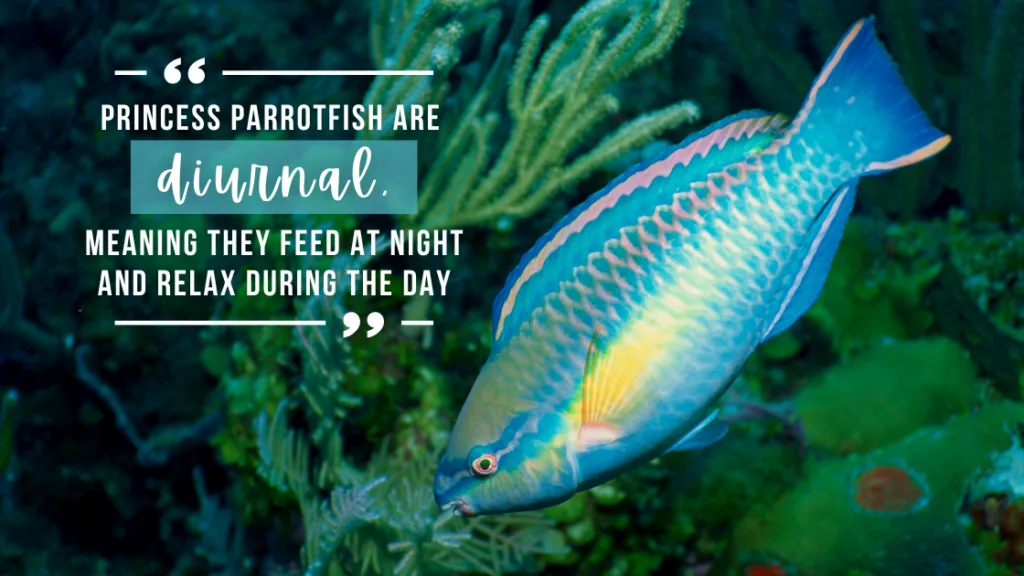 Side profile of a princess parrotfish, with bright blue scales, pink markings, a yellow streak down the side and a small beak