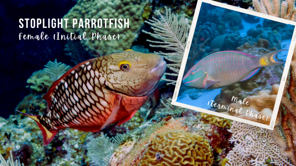 A parrotfish with red, brown and cream scales and yellow accents swims towards the camera. Inset, the male version has green scales, pink markings and a yellow spot on the tail. 