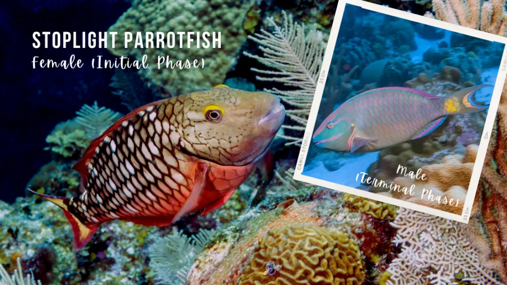 A parrotfish with red, brown and cream scales and yellow accents swims towards the camera. Inset, the male version has green scales, pink markings and a yellow spot on the tail. 