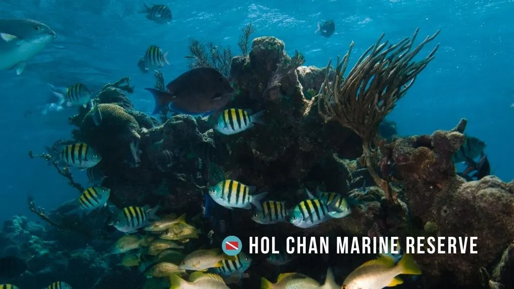 Indo-pacific seargeant fish school around a coral bommie in Hol Chan Marine Reserve, Belize