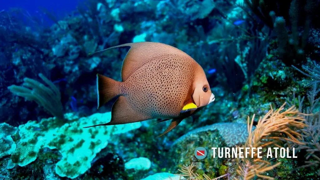 Grey angelfish swims in front of the camera across healthy reef with a deep blue background in Turneffe Atoll, Belize