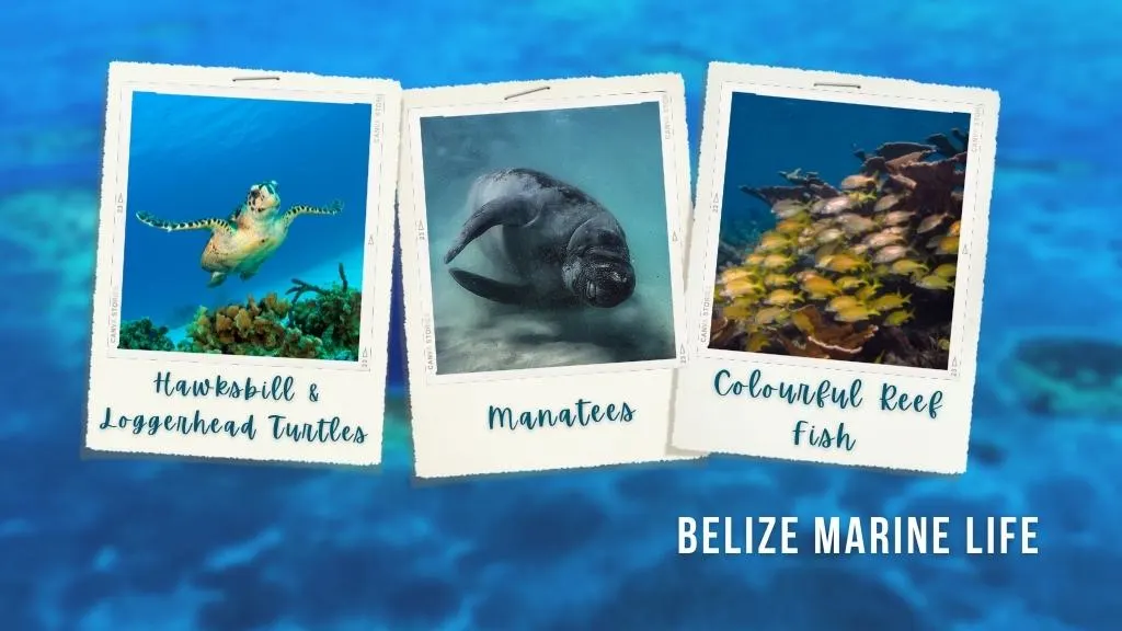 Polaroid images show turtles, manatees, and yellow reef fish against a blurred background of the Belize Blue Hole