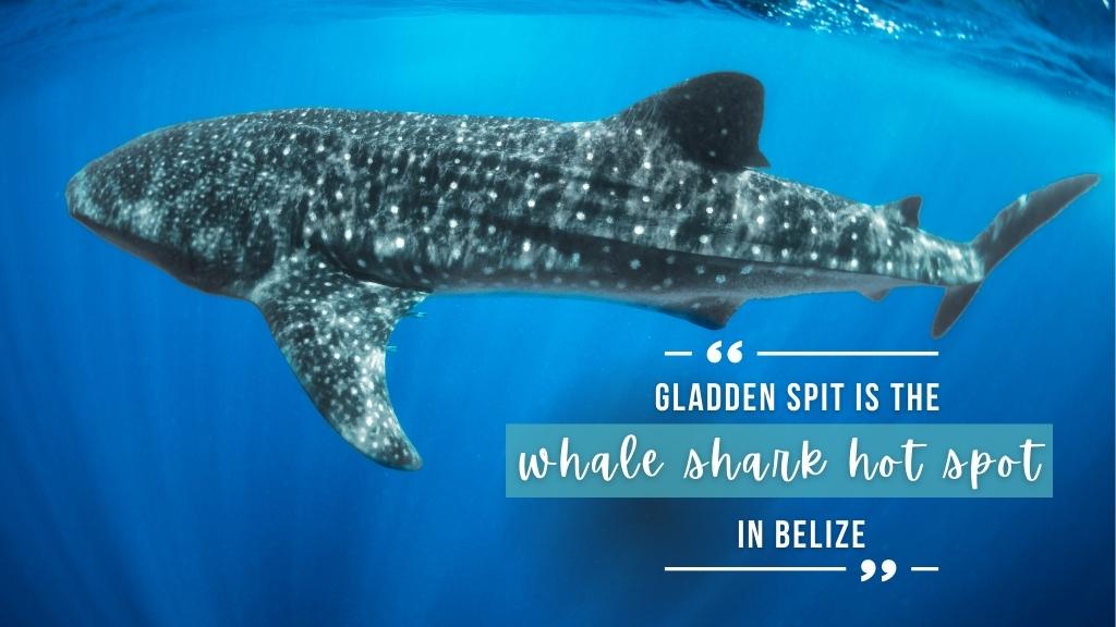 A whale shark swims in bright blue open ocean. White overlaid text quotes article above. 