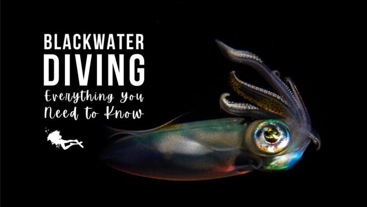 A brightly coloured translucent squid hovers in black water. Overlaid white text reads "Blackwater Diving: Everything You Need to Know"