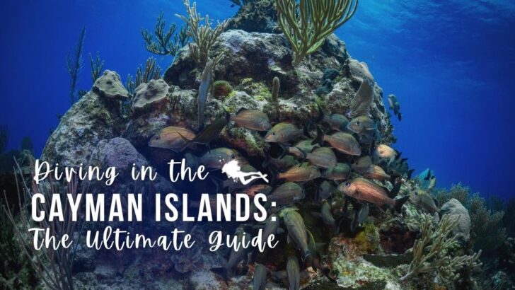 Cayman Islands Diving – Everything You Need to Know