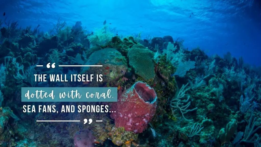 A healthy reef is photographed from below. Deep blue water is in the background with sunlight coming in from the surface.