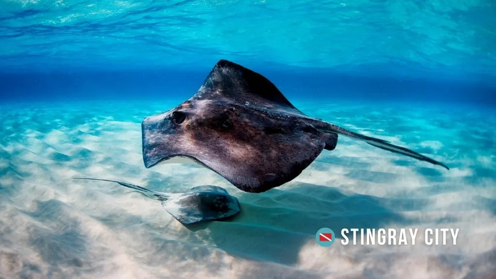Two large stingrays swim in bright, clear, turquoise water over ripples of white sand. Overlaid white text reads "Stingray City" next to a scuba diving flag
