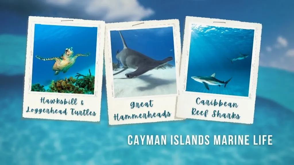 Polaroid images showing marine life of the Cayman Islands, including Hawksbill and Loggerhead turtles, great hammerhead sharks, and caribbean reef sharks.