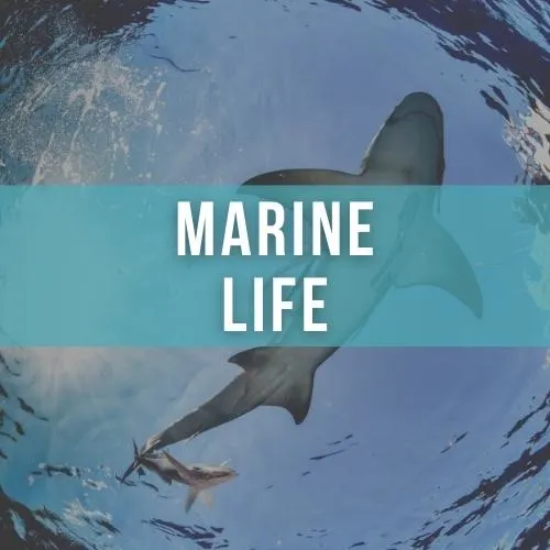 A shark is photographed from below, sunlight beams from the surface, overlaid white text reads "MARINE LIFE"