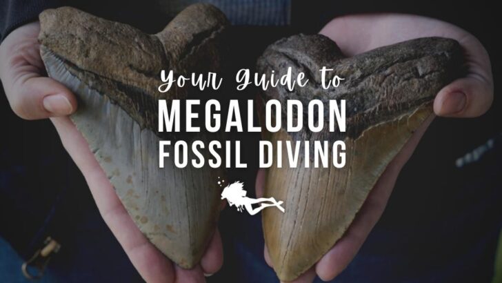 Two hands hold large megalodon tooth fossils up to the camera against a dark background. Overlaid white text reads 