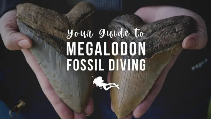 Two hands hold large megalodon tooth fossils up to the camera against a dark background. Overlaid white text reads 