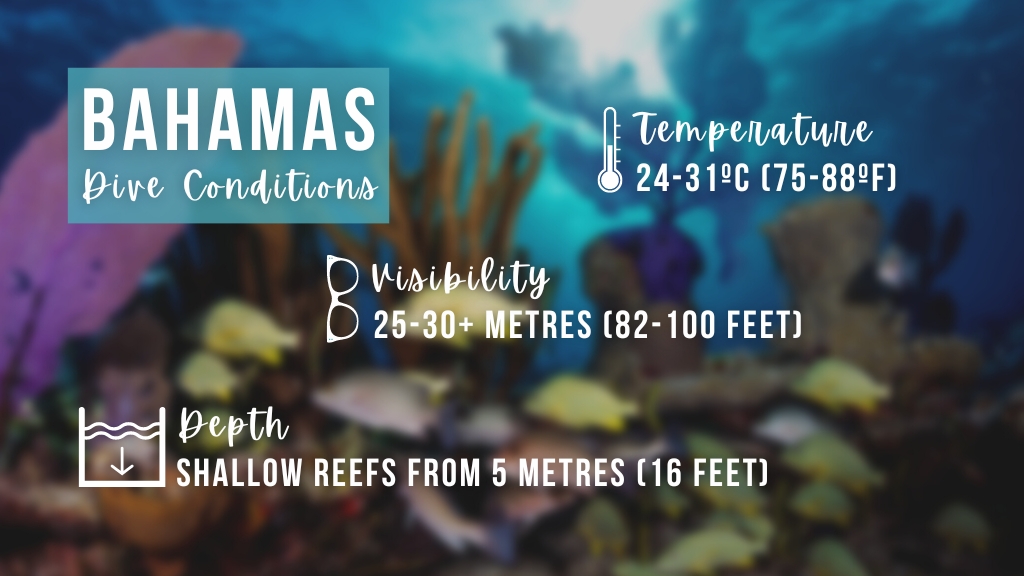 Infographic summarising the scuba diving conditions in the Bahamas, as described in the paragraph above.