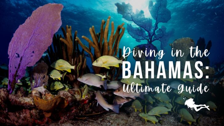 A colourful reef is photographed from below, with purple fan corals and striped yellow snappers against deep blue water lit by the sun at the surface. Overlaid white text reads "Diving in the Bahamas: Ultimate Guide"