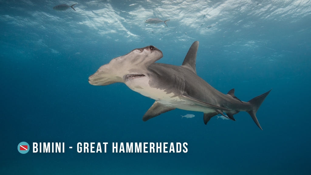 A great hammerhead shark swims diagonally towards the camera. Overlaid white text reads "Bimini - Great Hammerheads."