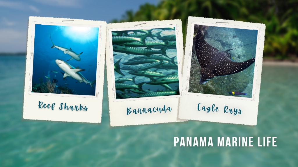 Polaroid images show reef sharks from below, barracuda, and a spotted eagle ray from above. Overlaid white text reads "Panama Marine Life"