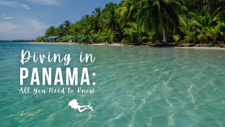 Picturesque beach in Bocas del Toro, Panama, with crystal clear water and lush green palm trees. Overlaid white text reads "Diving in Panama: All you need to know"