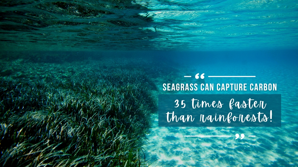 Seagrass borders bright white sand in shallow underwater environment, overlaid white text quotes the article above.