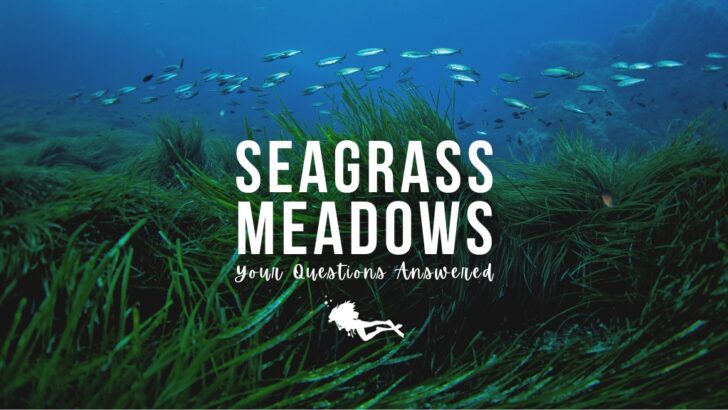 A seagrass meadow underwater, with long lush green leaves. A school of small silvery fish swims in the background against deep blue ocean. White overlaid text reads 