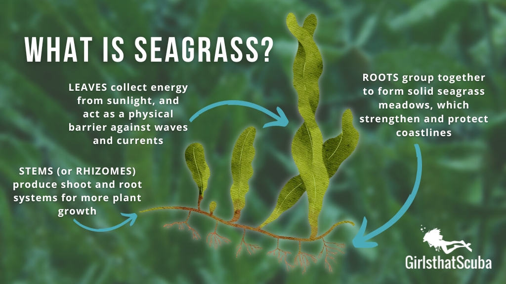 Diagram of seagrass showing the leaves, roots and stems, and their purpose in seagrass meadows as described in the article's text.
