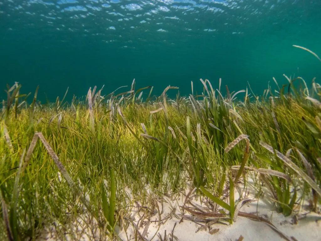 Seagrass meadows photographed underwater, with vibrant green leaves in white sand in the foreground and deep teal water in the background.
