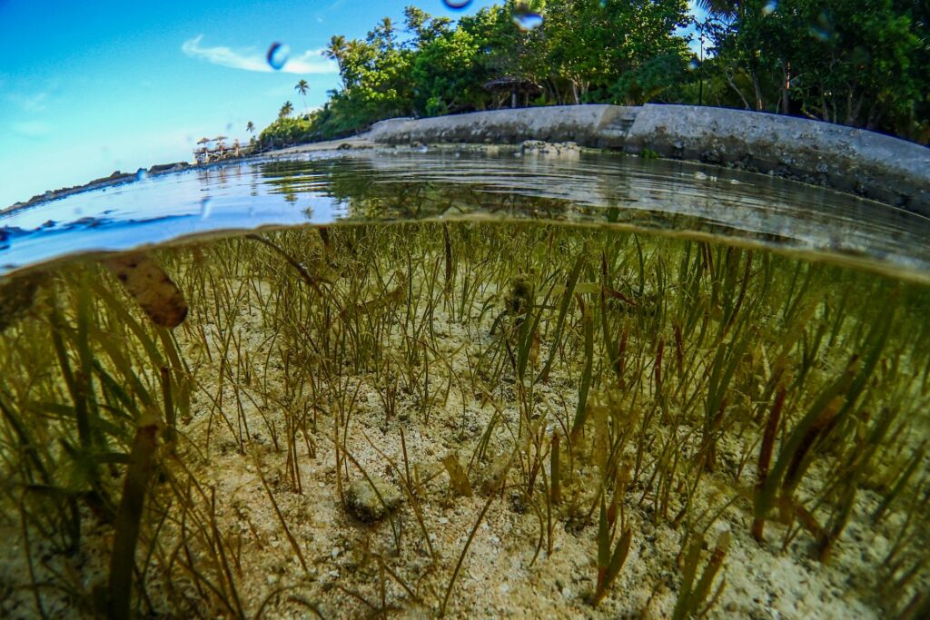 Split shot of a shallow seagrass meadow underwater with mangrove and palm trees on the surface in the background