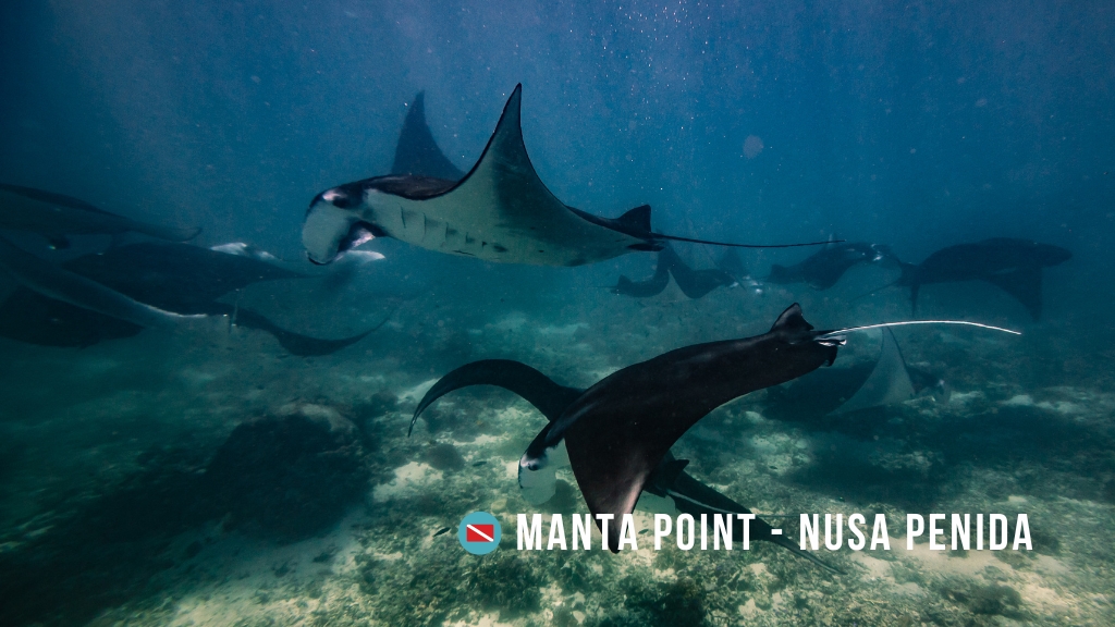 Manta rays swim in clear, blue water above a rocky bottom. More than ten mantas are in the frame.