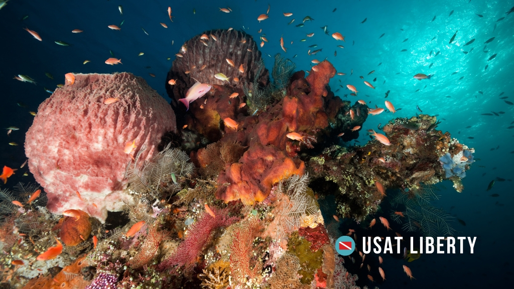 The wreck of the USAT Liberty, some of the best scuba diving in Bali. Part of a shipwreck is covered in vibrant red, orange and pink corals, with anthias swimming around. Bright blue water in the background shows great visibility.