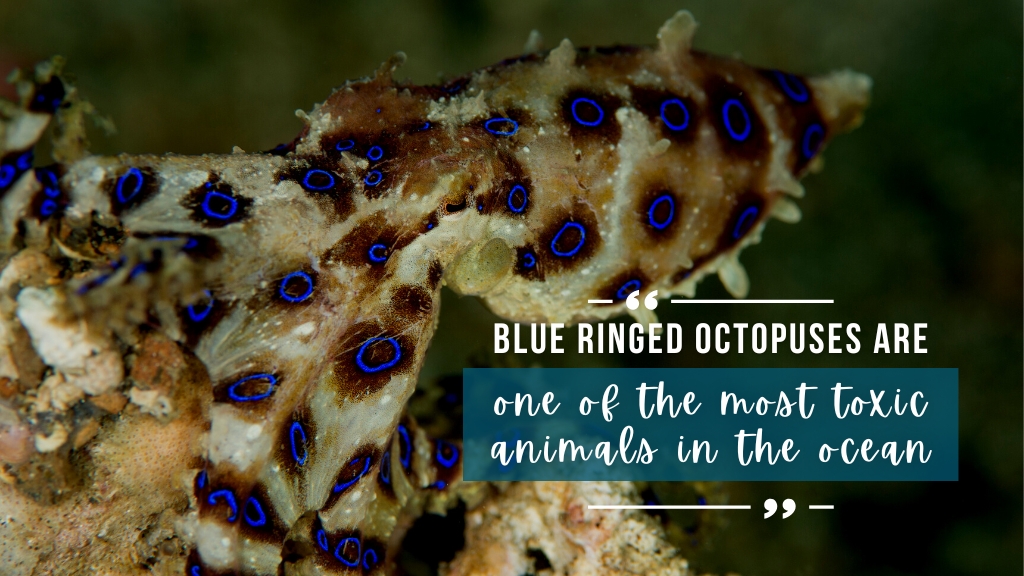 Close up of a blue ringed octopus showing the distinctive yellow colour and bright blue rings across the pointed head and tentacles. Overlaid white text quotes article.