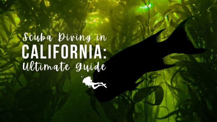 A kelp forest with green tinged water and a silhouetted fish, overlaid white text reads "Scuba diving California: ultimate guide"
