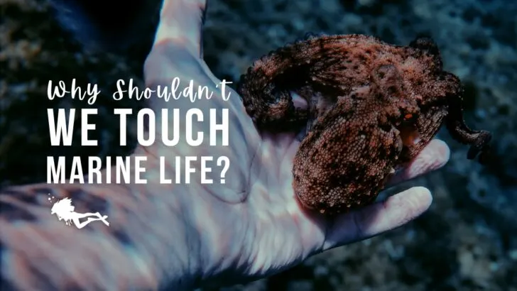 Hand holding an octopus in shallow water. Overlaid white text reads 