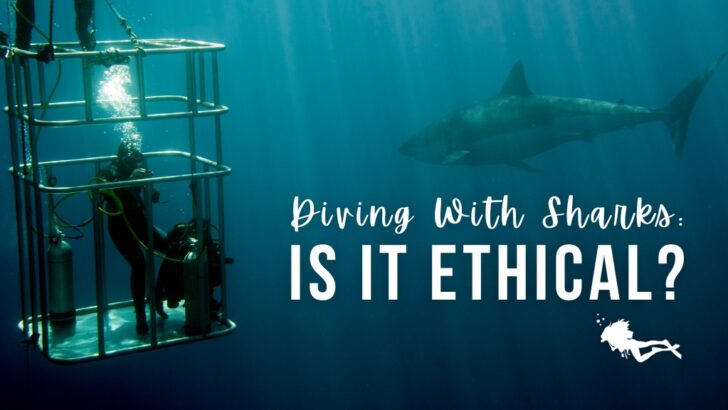 A great white shark swims towards a cage holding a scuba diver. Overlaid white text reads "Diving With Sharks: Is it Ethical?"