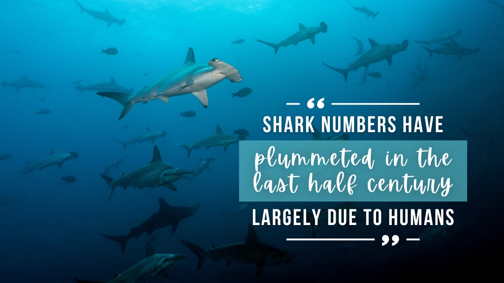 A wall of hammerhead sharks swims by in the blue. Overlaid white text quotes the article.