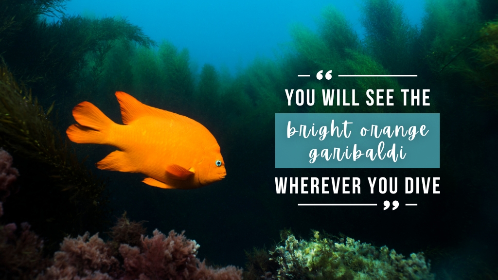 A bright orange fish swims adjacent to the camera, with large seagrass behind. Overlaid white text quotes the article.