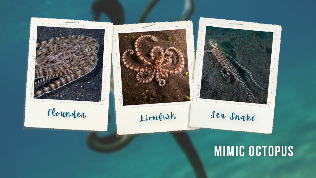 Polaroid images of mimic octopus taking on different forms to confuse predators, including flounders, lionfish, and sea snakes. 