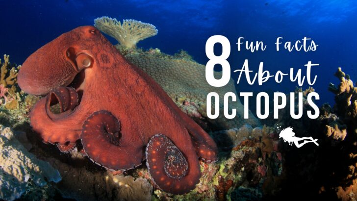 A bright red octopus sits on top of a reef with a deep blue ocean background. Overlaid white text reads "8 fun facts about octopus".