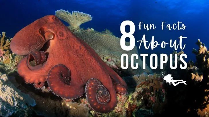 A bright red octopus sits on top of a reef with a deep blue ocean background. Overlaid white text reads 