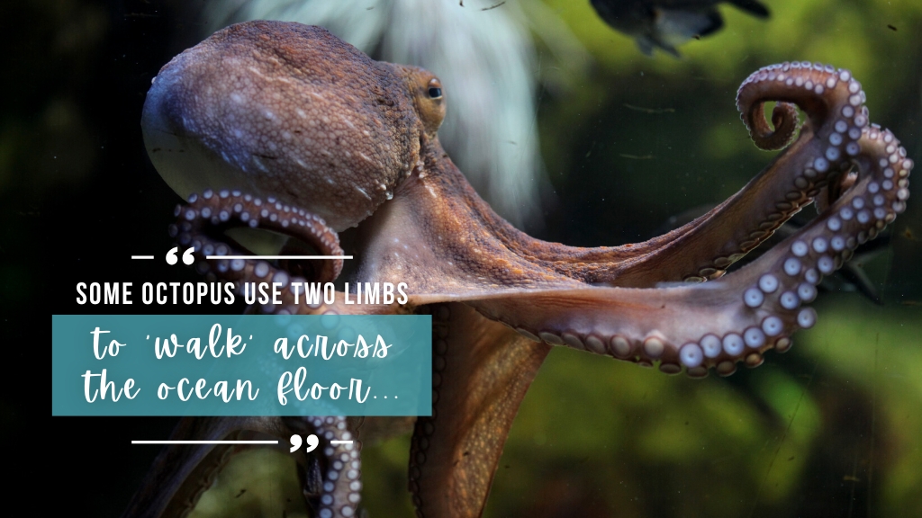 8 Fun Facts About Octopus - Girls that Scuba