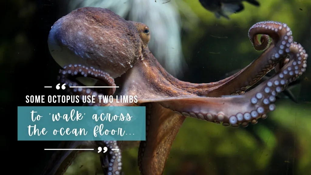 An octopus lifted up onto its rear limbs with a number of arms outstretched infront of it. Overlaid white text quotes the article.