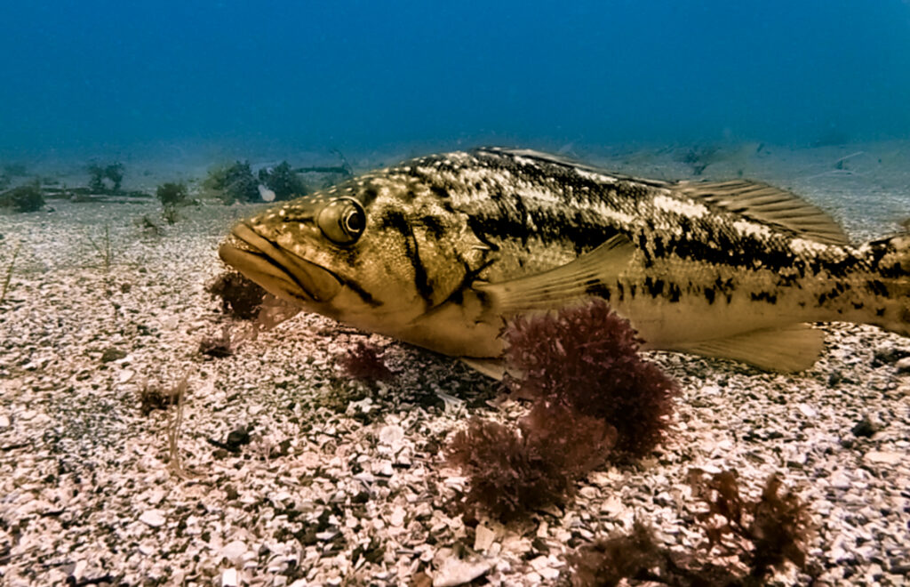 A fish sits on a gravelly bottom with blue water behind, taken whilst diving in California
