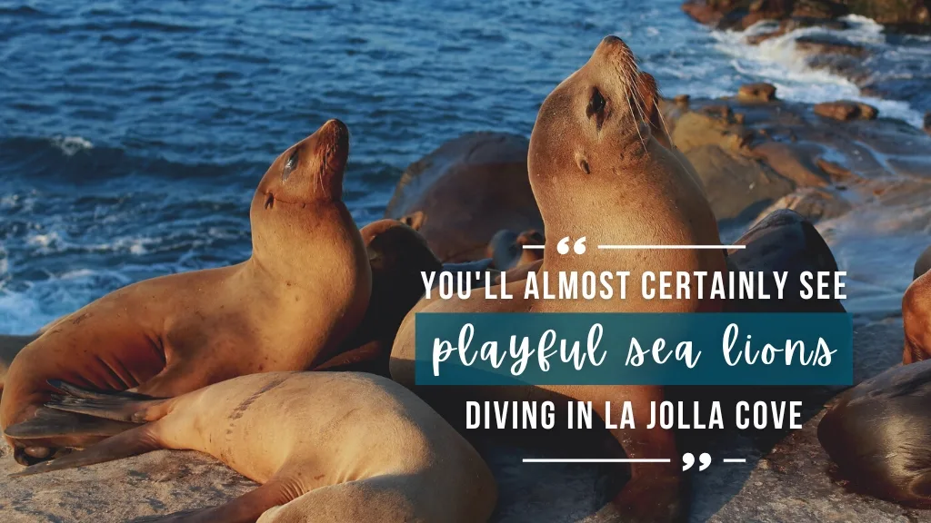Sea lions sit on a rock at La Jolla cove. Overlaid white text quotes article.