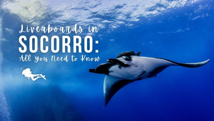 A manta ray swims in the waters of Socorro, Mexico. Overlaid white text reads 