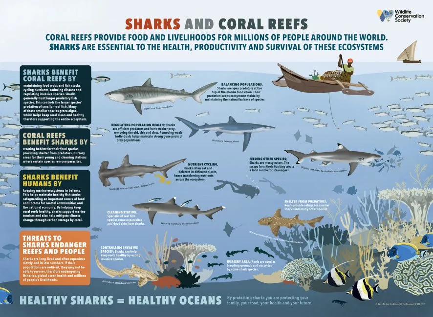 Diagram showing the relationship between sharks and coral reefs, which affects the ethics of shark diving. 